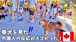 【海外愛され柴犬】海外で大人気! 柴犬を連れて歩くとカナダ人の反応がおもしろすぎ♪【海外の反応】6 ドッグフェス編