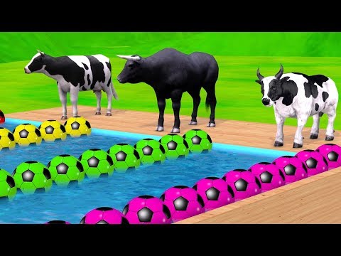 गाय और बैल स्विमिंग पूल | फल खाने वाले जानवर