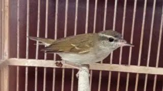 Download lagu Suara Burung Cikrak Kutub Gacor mp3 Download lagu Suara Burung Cikrak Kutub Gacor mp3