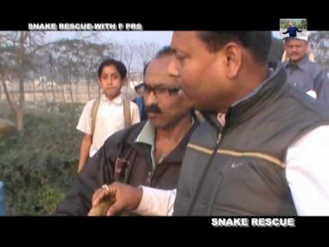 SNAKE RESCUED