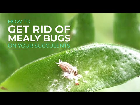 How to get rid of mealybugs on your succulents | Succulents Care Guide