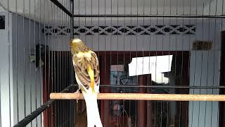 Download lagu KENARI CENGKOK WATERSLANGER / CANARY LAGU ENAK #airud mp3