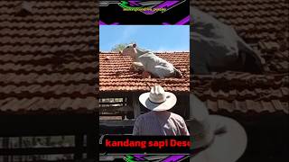 Download lagu ‼️VIRAL SAPI DI ATAS GENTENG||😱😱‼️#sapi #cow #sapilucu #cowvideos mp3