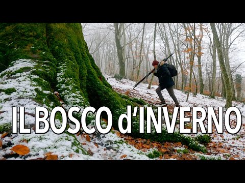 Come fotografare il bosco d'inverno