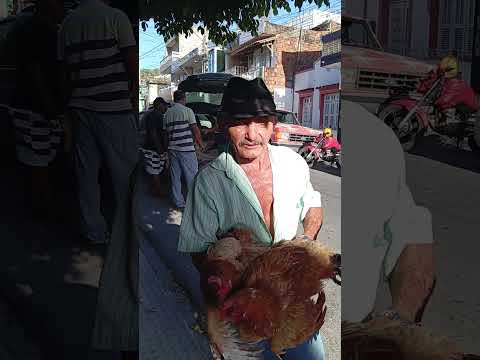 Paulo comprou 4 galinhas caipira pôr 200.00 reais na feira de Limoeiro-PE