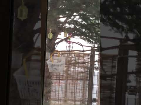 赤、黒、ヘーゼルナッツ、ナッツ、シジュウカラをバルコニーに引き寄せる方法、好きな食べ物、冬