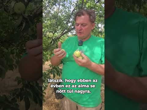 Fehér Klára alma