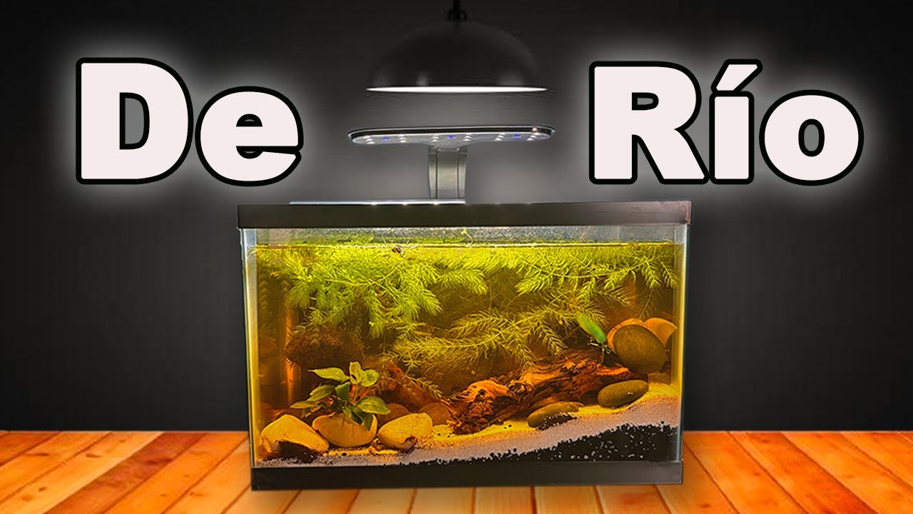 Construí un Mini Ecosistema de Río