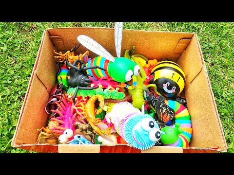 Learn Bugs Insects Names for Babies Toddlers Preschoolers Kids