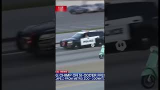 Download lagu Chimpanzee out running cops on Vespa- Funny Chimpanzee video #meme #funny #carchase mp3 Download lagu Chimpanzee out running cops on Vespa- Funny Chimpanzee video #meme #funny #carchase mp3