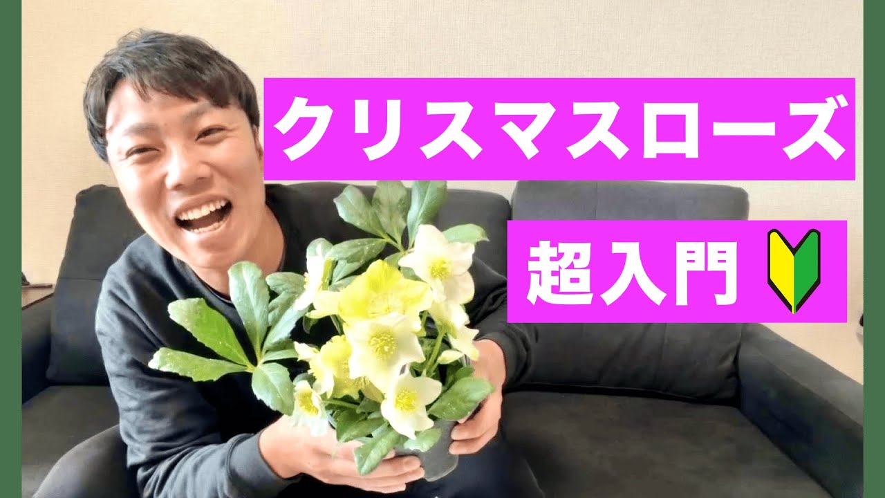 【超入門】世界一やさしいクリスマスローズ入門【初心者】