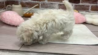 ハーフ犬の動画01