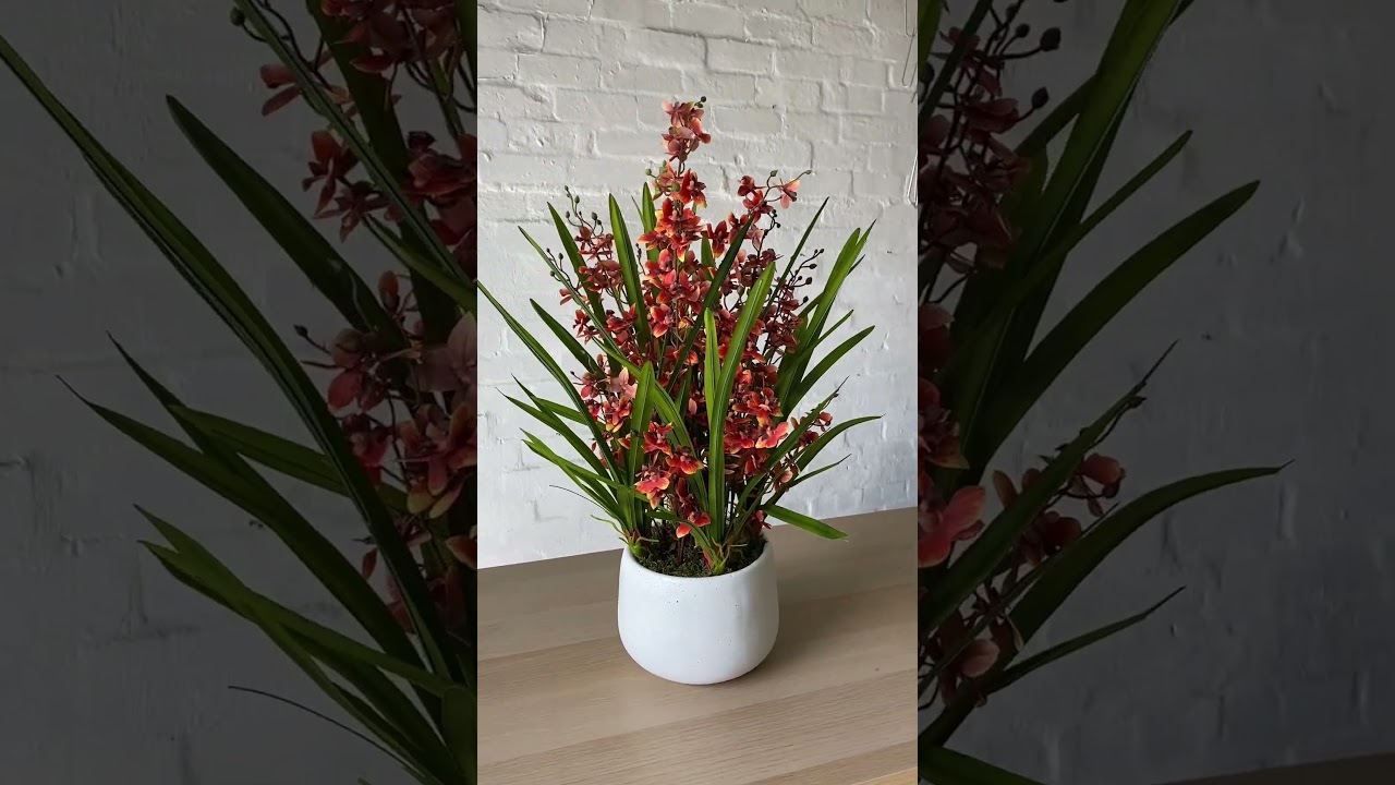 Our Dancing Orchids