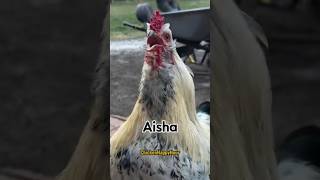 Download lagu Tag Aisha name people #shortvideo #tagaisha #funny #aisha #viralshorts mp3 Download lagu Tag Aisha name people #shortvideo #tagaisha #funny #aisha #viralshorts mp3