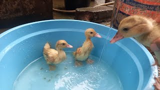 Bebek  Sedang Berenang