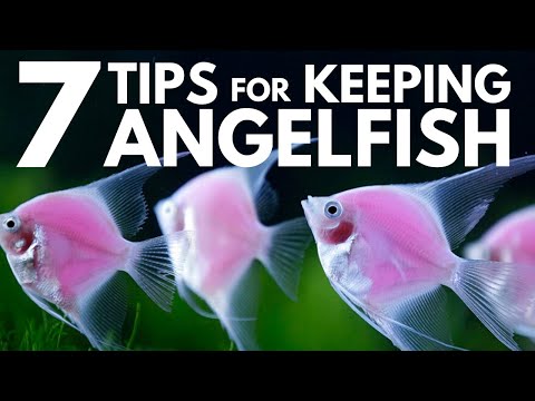 7 Tips for Keeping Angelfish in an Aquarium