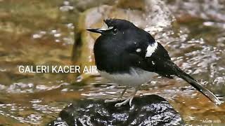 Download lagu SUARA KACER AIR DI ALAM mp3