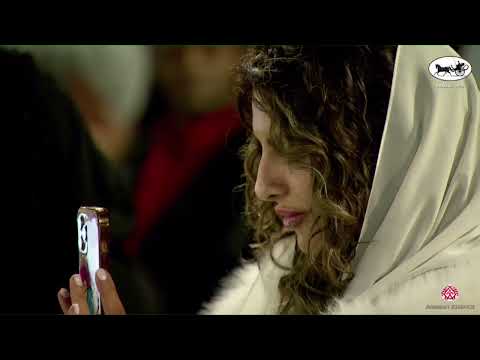 N 201 HATEM ATHBAH   PSAIAHF 2023   Stallions 7 9 Years Old Class 11