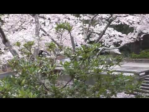 The World is Your Canvas: Parkour Documentary