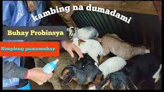 Ex OFW nag alaga ng kambing masayang alagaan na livestock
