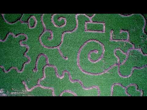 download lagu mp3 mp4 Garner Farms Corn Maze, download lagu Garner Farms Corn Maze gratis, unduh video klip Garner Farms Corn Maze