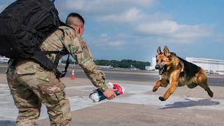 Most Emotional Dogs Reunions with Their Owners That Will Melt Your Heart ❤️