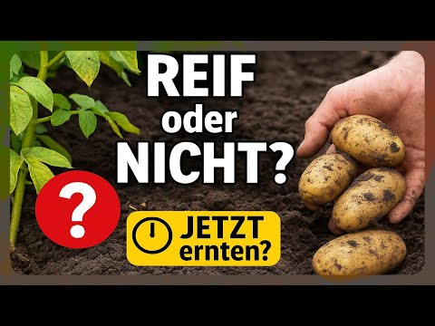 Wann sind Kartoffeln reif? So erkennst du den perfekten Erntezeitpunkt