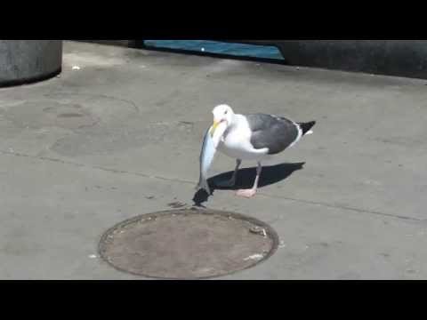 Seagull swallows a fish