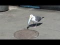 Seagull Swallows A Fish