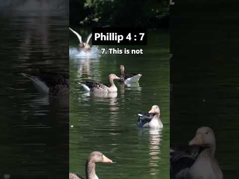 The Peace That Surpasses All Understanding | Philippians 4:7