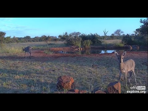 Common Duiker mom and youngster at Cat Eye - africam - explore.org