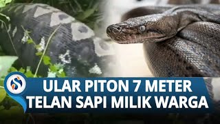 HEBOH! Ular Piton Sepanjang 7 Meter Telan Sapi Utuh Milik Warga Polewali Mandar