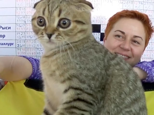 Кошка за 100 000 рублей!