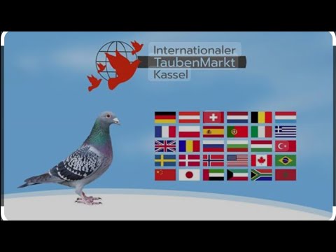 THE INTERNATIONAL PIGEON MARKET IS THE WORLD'S LARGEST SALES FAIR FOR BREEDERS OF RACING PIGEONS.