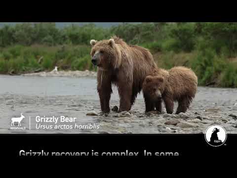 Grizzly Bear | ESA @ 50