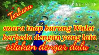 Download lagu Suara inap burung walet durasi pendek mp3