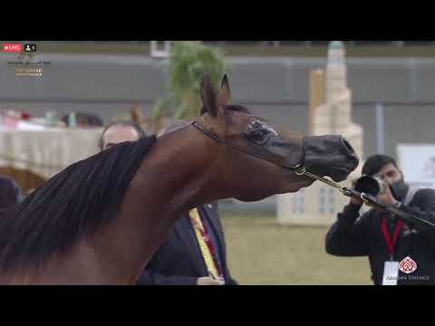 N 216 TEMOOH AL SHAHANIA   23rd Qatar National Arabian Horse Show   Fillies 2 Years Old Class 4A