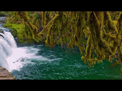 RAIN FOREST VIDEO BACKGROUND - 4K, HOH RAIN FOREST - NATURE RELAXATION VIDEO - 35