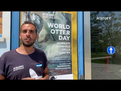 31 maggio - Giornata Mondiale della Lontra. Le iniziative all'Acquario di Cattolica