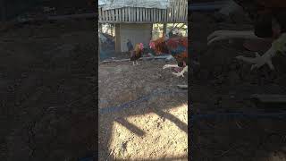 Download lagu #omg No No it's a Giant #amazing #rhodisland #bantam🐣#funnyvideo #ytshortvid @buhayilangmixtv mp3