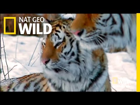 Pasy śmierci Syberii | Nat Geo Wild