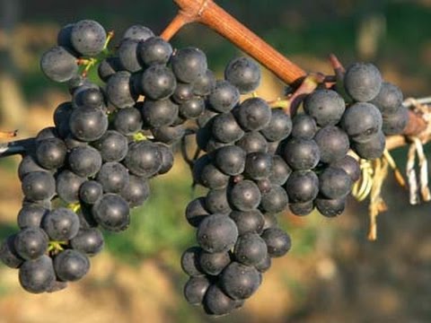 What is Spätburgunder?