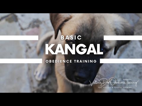 Victoria Dog Obedience Training video.