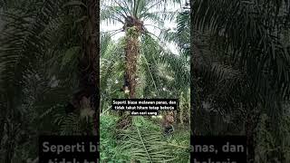 Download lagu pejuang duit mp3 Download lagu pejuang duit mp3