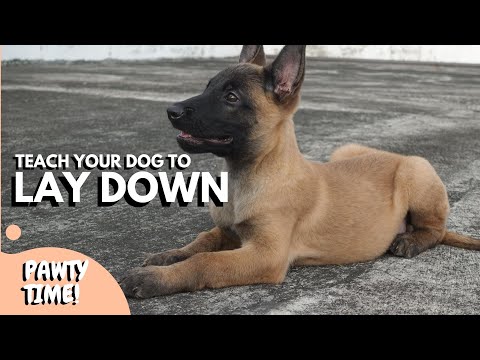 How To Teach Your Dog To Lay Down | Basic Commands Part 2