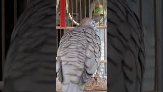 Download lagu Burung tekukur lokal punya suara topcer yang jernih untuk umpan yang langsung bereaksi #shorts mp3 Download lagu Burung tekukur lokal punya suara topcer yang jernih untuk umpan yang langsung bereaksi #shorts mp3