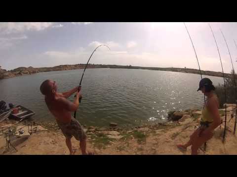 Giant catfish at Ebro Spain grote meerval ebro