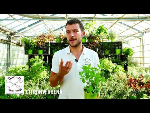 Daniel's Gartneri - Citronverbena
