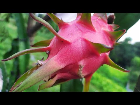 Dragon plants transfer to poly bags..