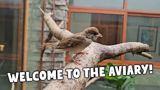 Introducing My New Baby Sparrow into My Giant Home Aviary 🐦 | Vlog #1827